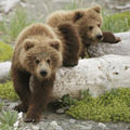 Kamchatka wildlife