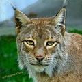 Kamchatka wildlife