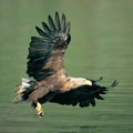 Kamchatka wildlife